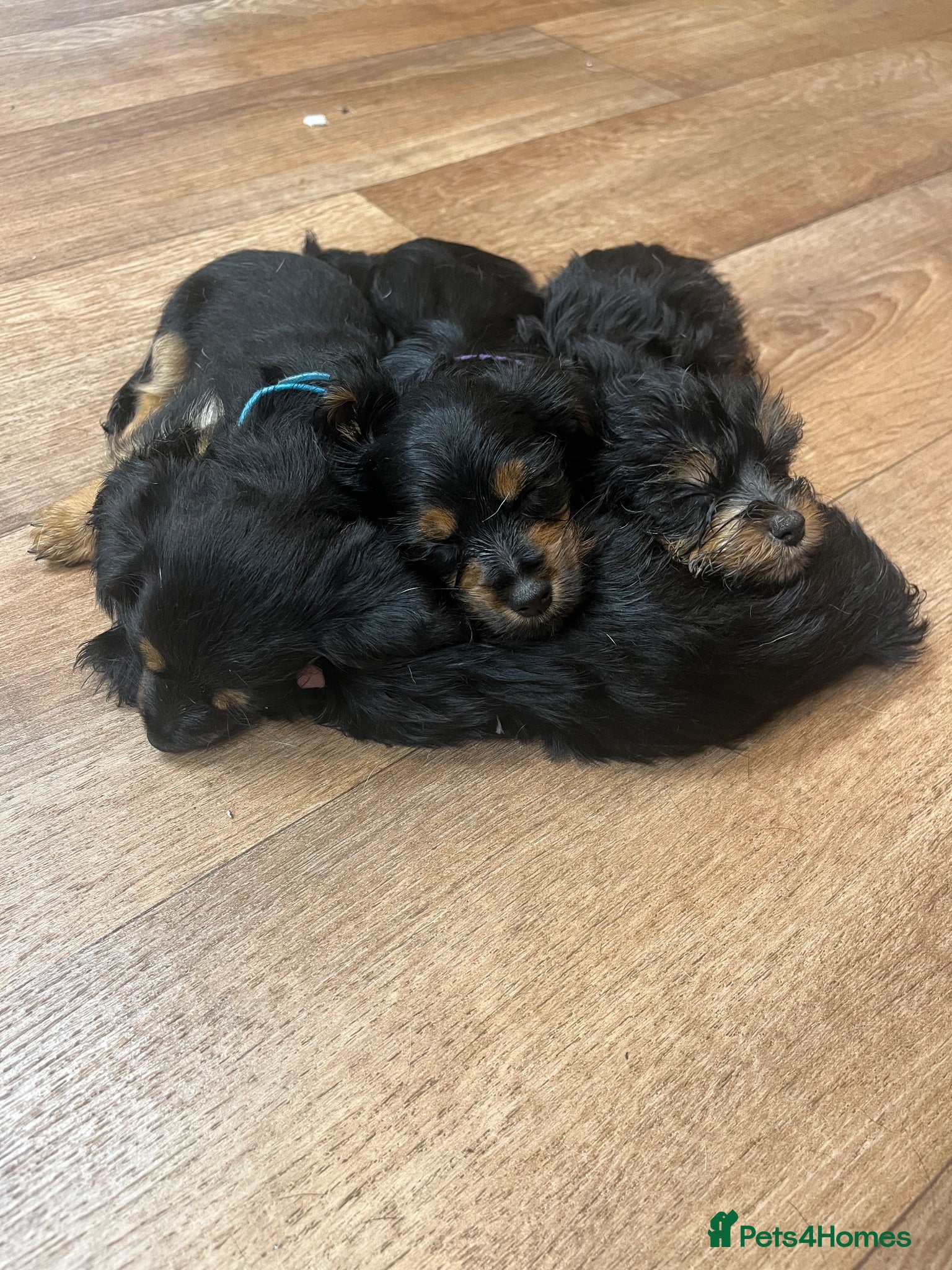 Mixed Breed dogs 4 Yorkie X cockapoo pups for sale - Advert 11