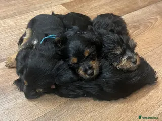 Mixed Breed dogs 4 Yorkie X cockapoo pups for sale - Advert 1