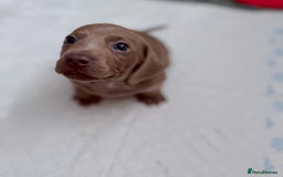 Miniature Dachshund dogs for sale: Friendly& Family -Oriented - Image 11