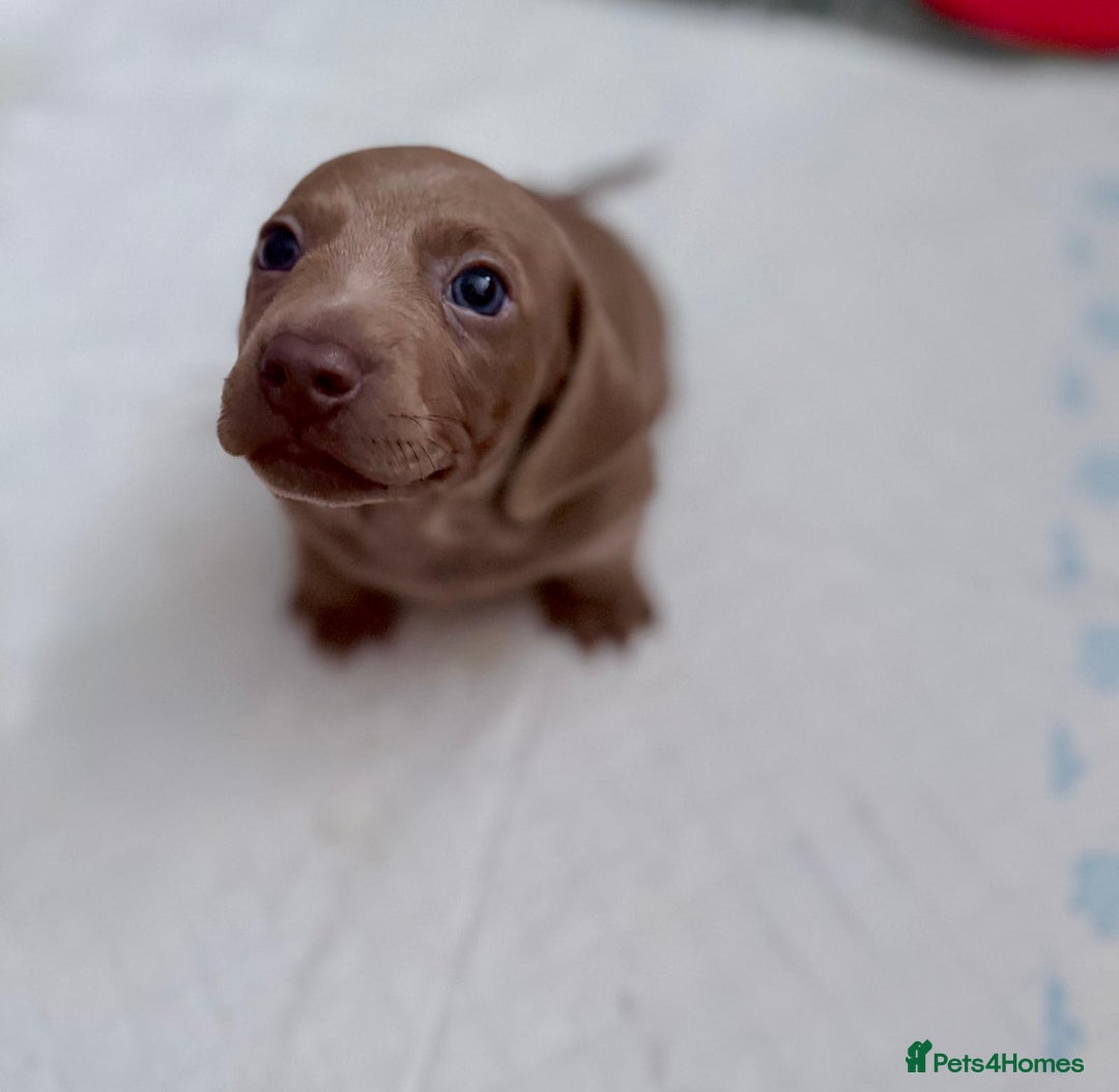 Miniature Dachshund dogs for sale: Friendly& Family -Oriented - Image 11