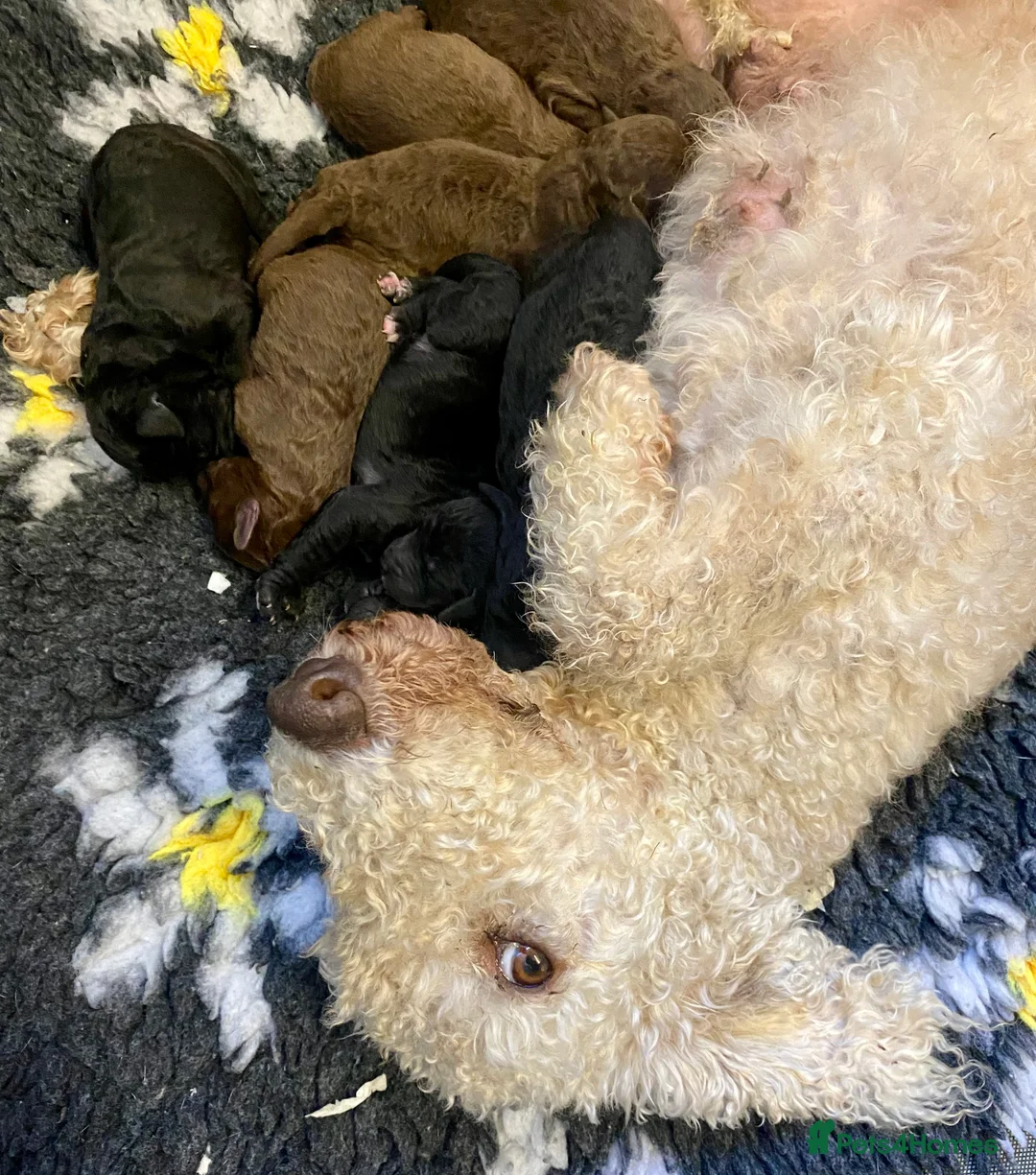 Bedlington Terrier dogs for sale: Bedlington Terrier puppies  - Advert 2