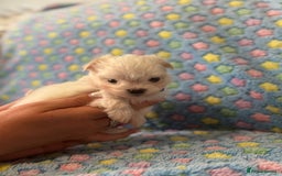 Maltese dogs for sale: Tiny kc registered maltese Korean boys  - Image 26