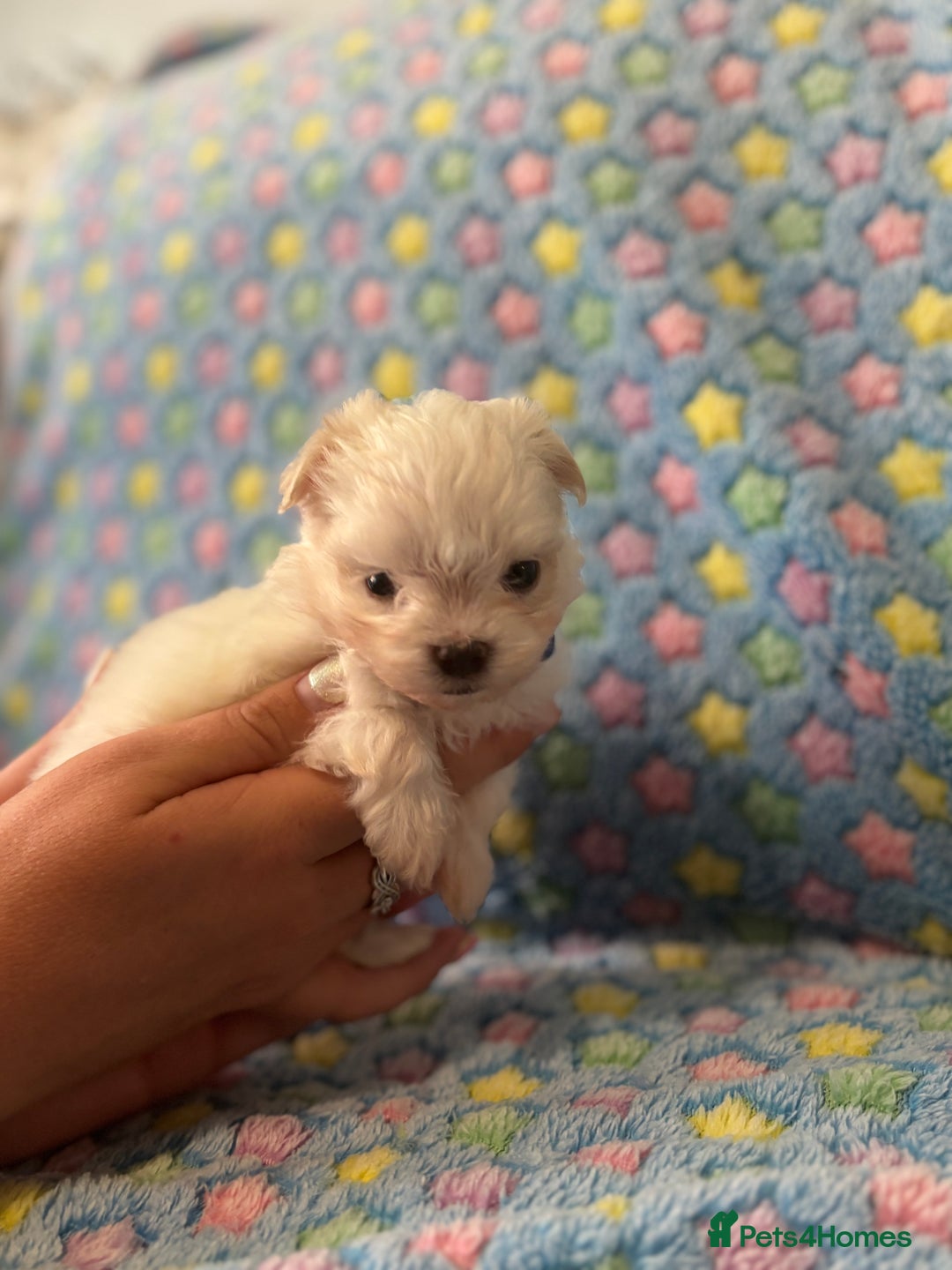 Maltese dogs for sale: Tiny kc registered maltese Korean boys  - Image 26