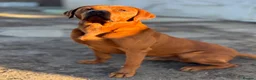 Labrador Retriever dogs for stud: Perfect 0/0 Hips & Elbows Dark Fox Red Labrador ⭐️ - Advert 4