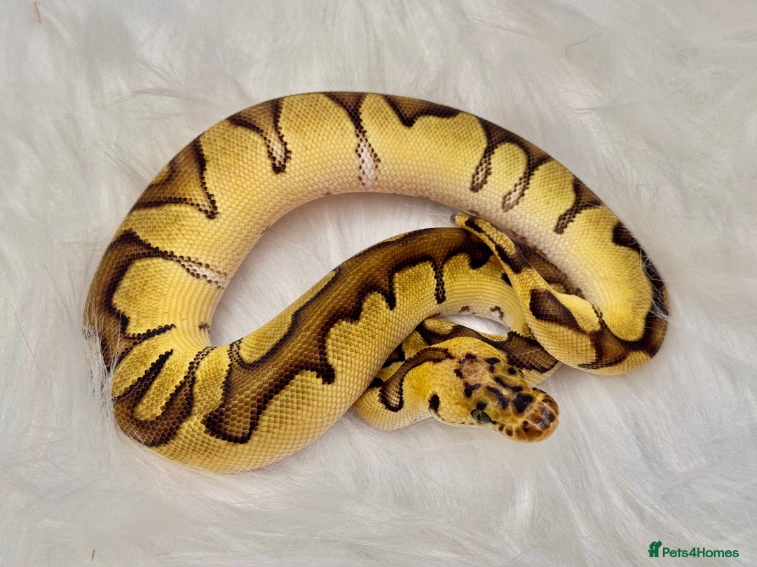 Python Snake reptiles for sale: Royal Ball Python & a Corn Snake - Advert 3