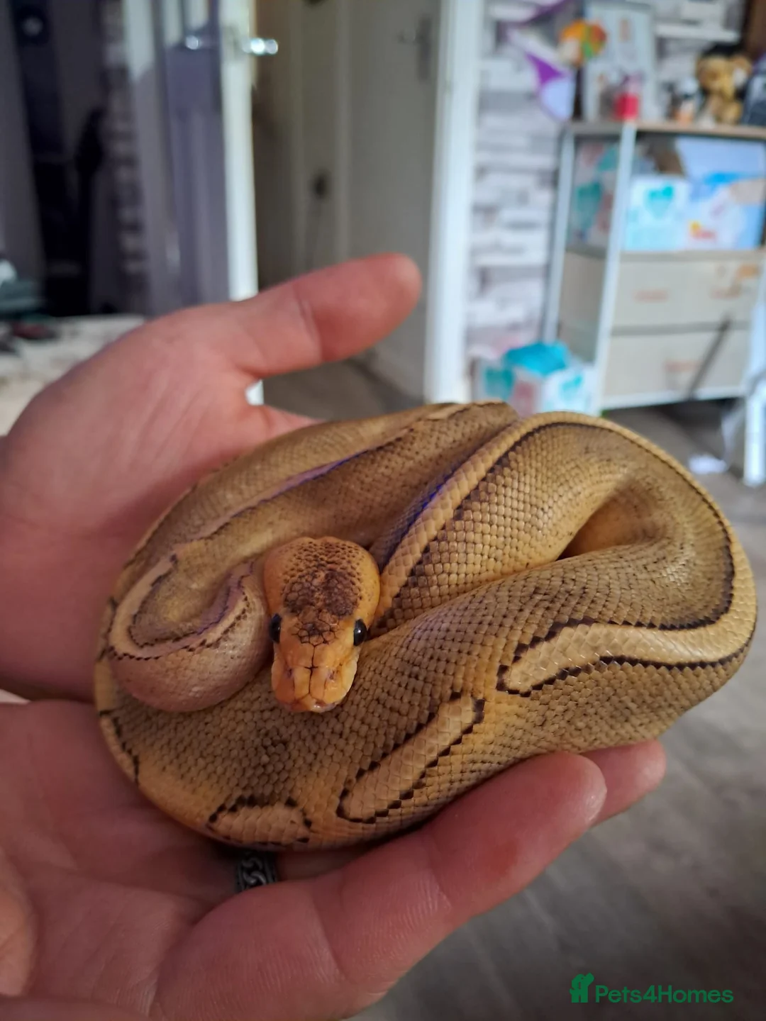 Python Snake reptiles for sale: Champagne ball python (With full set-up) in Brentwood - Advert 3