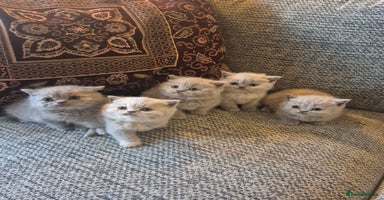 British Shorthair cats - Advert 3