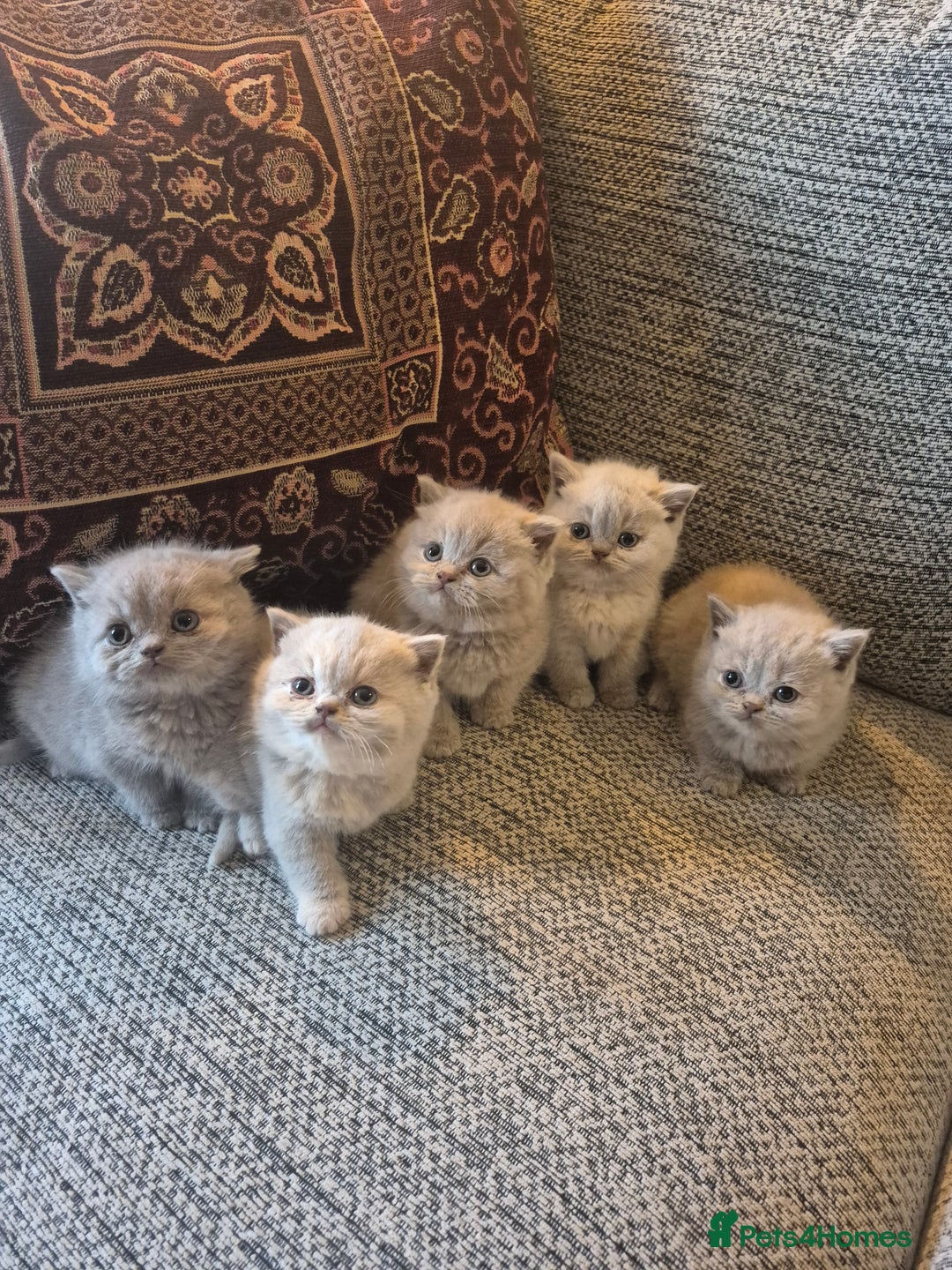 British Shorthair cats for sale: Beautiful Purebred British Shorthair kittens - Image 3