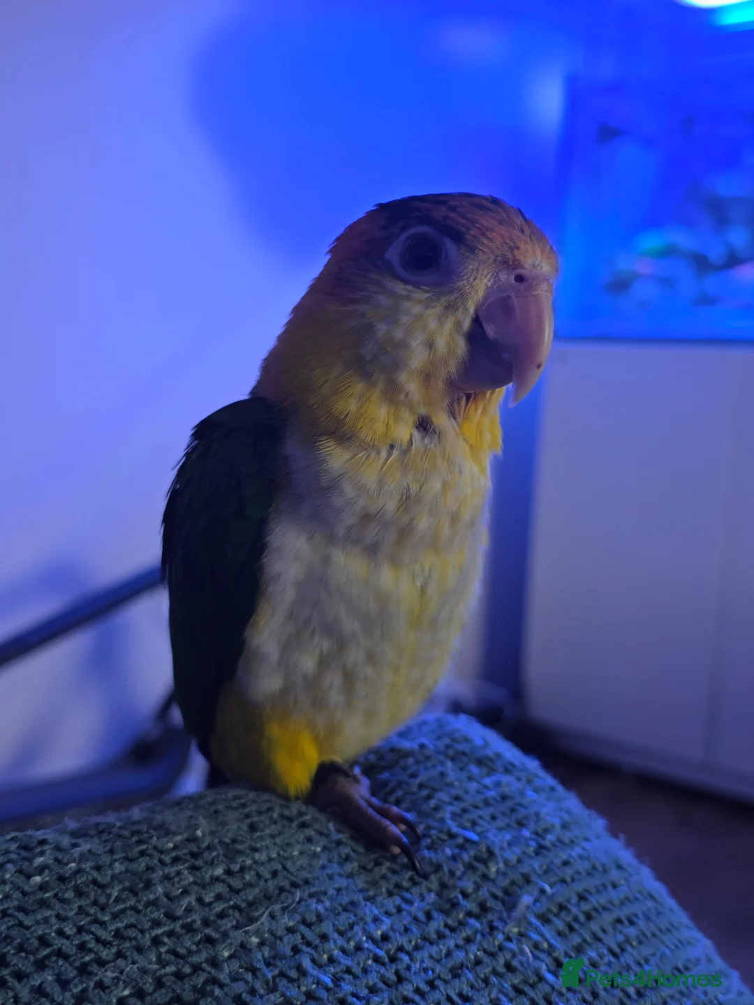 Parrots birds for sale: Female caique looking for a mew home in Southsea - Advert 2