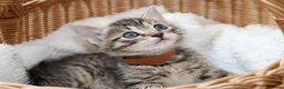 Mixed Breed cats for sale: Adorable Tabby Kittens - Advert 20