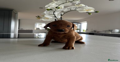 Labrador Retriever dogs - Advert 10