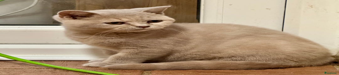 British Shorthair Kitten 4