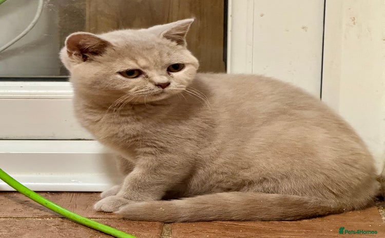 British Shorthair cats - Advert 3