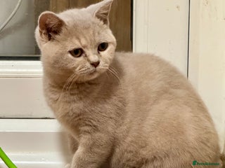 British Shorthair cats - Advert 16