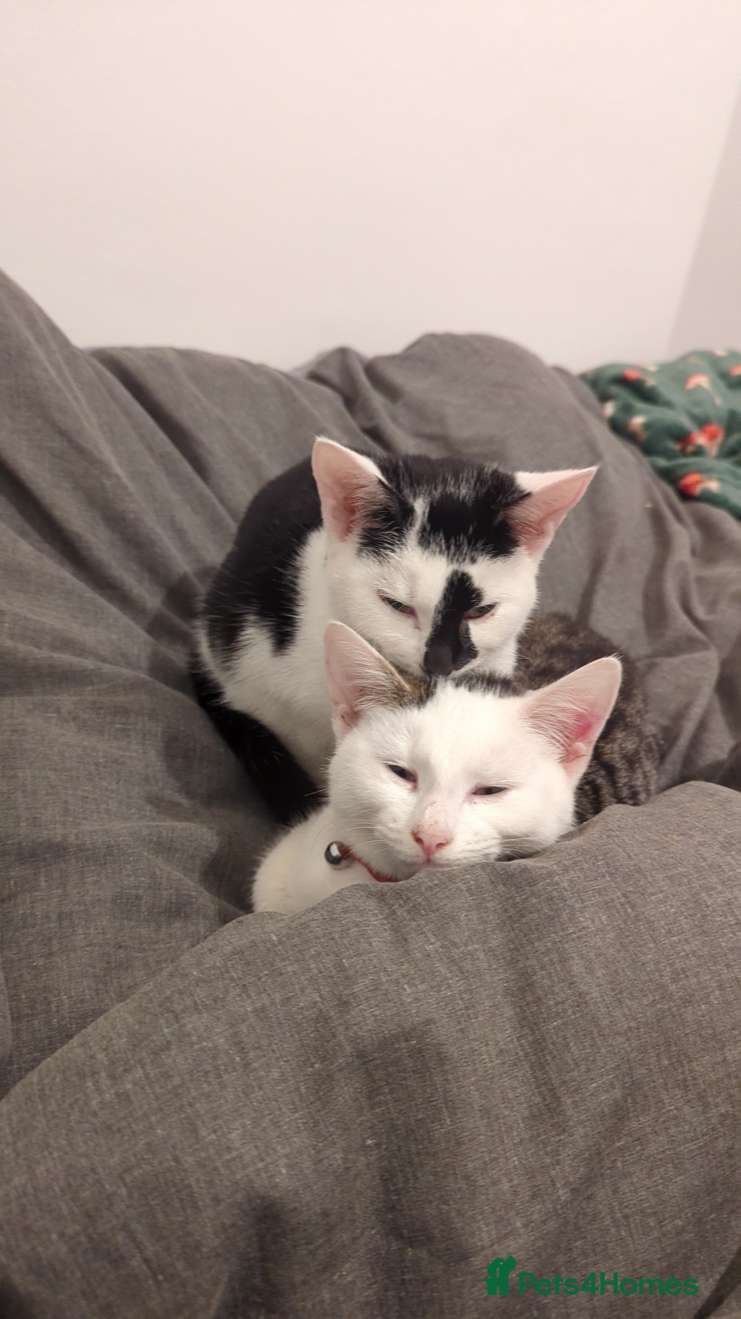 British Shorthair cats Black and white Magpie - Advert 3