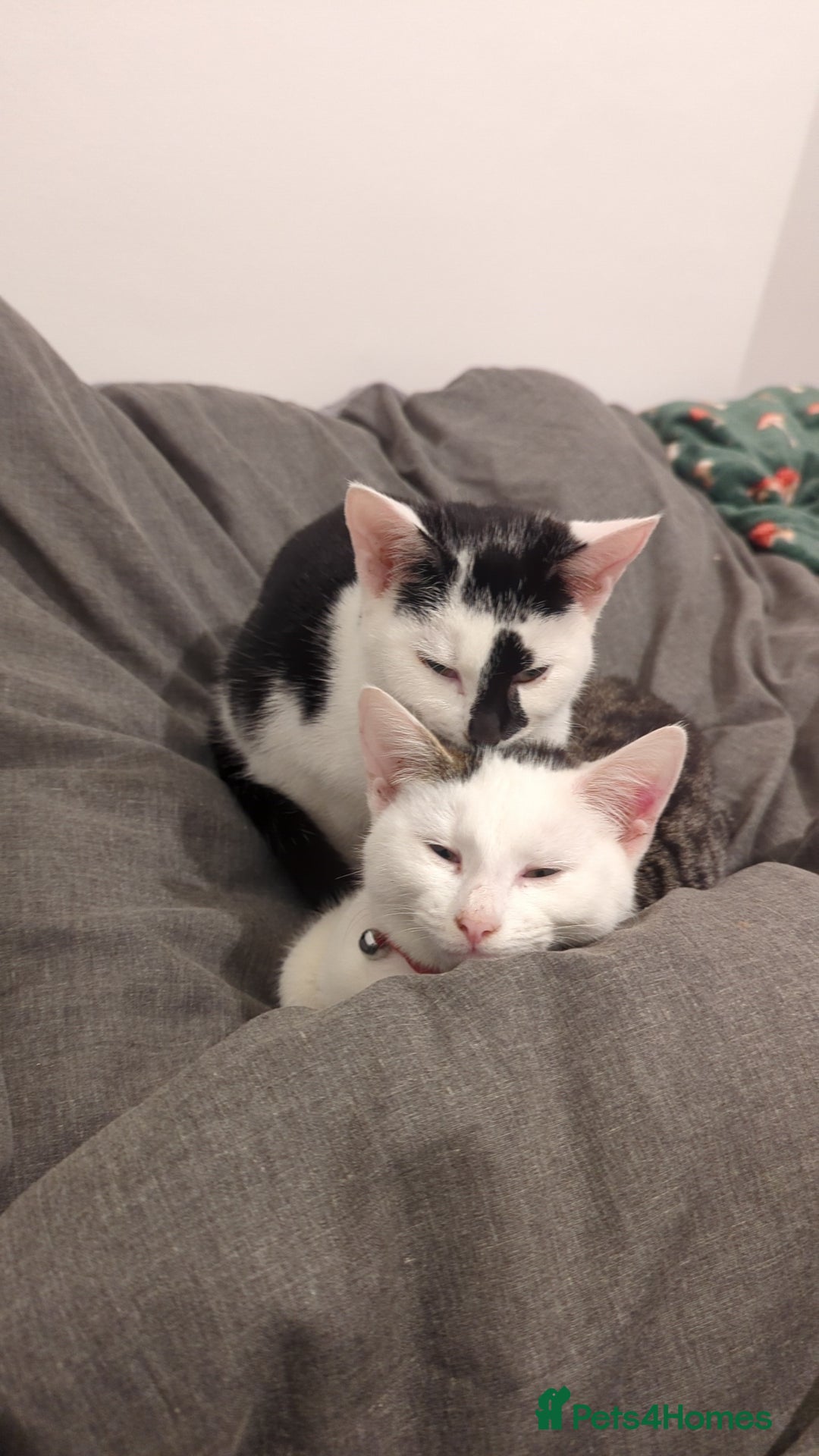 British Shorthair cats for sale: Black and white Magpie - Advert 1