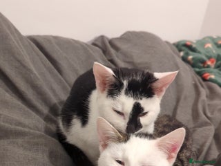 British Shorthair cats Black and white Magpie - Advert 2