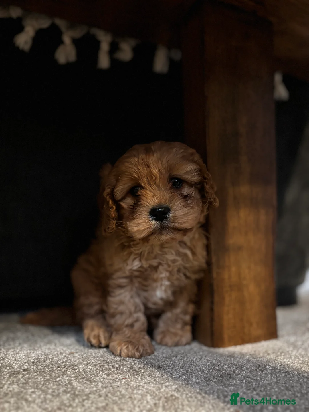 Cavapoo dogs for sale: Cavapoo Pup - Advert 1