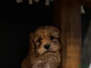 Cavapoo dogs Cavapoo Pup - Advert 11