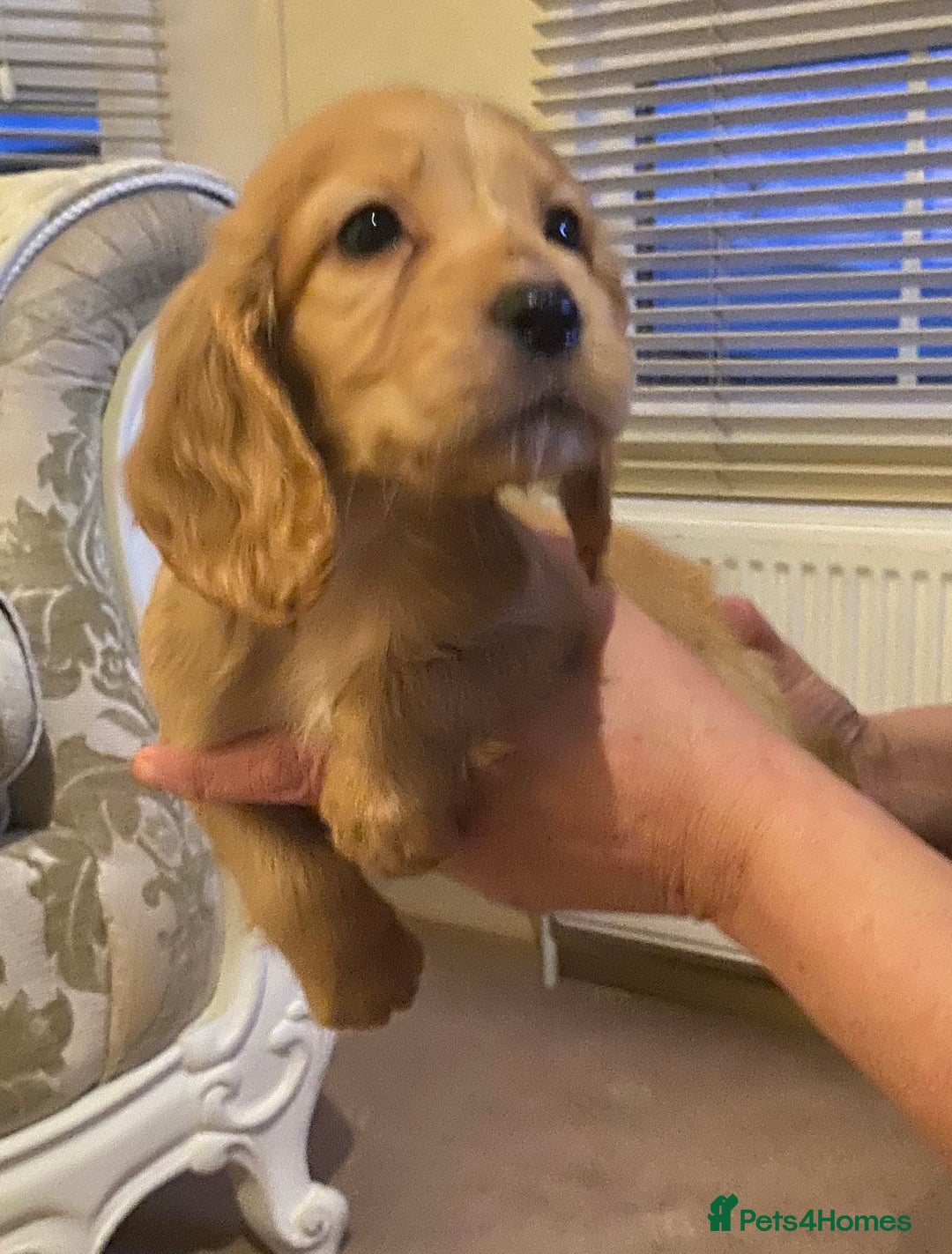 Cocker Spaniel dogs for sale: Beautiful cocker spaniel’s for sale - Advert 6