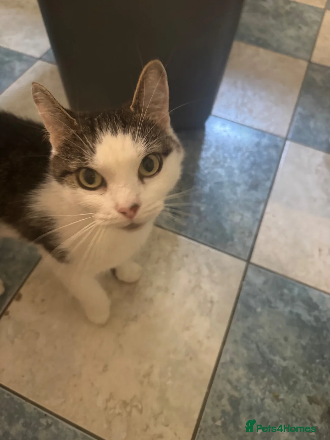 Mixed Breed cats for sale: Beautiful kittens for sale  - Advert 1