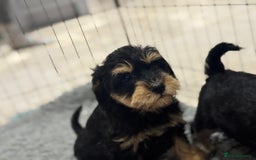 Schnoodle dogs for sale: Stunning Schnoodles, heath tested  - Image 28