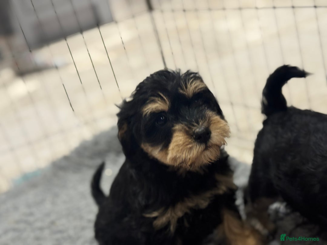 Schnoodle dogs for sale: Stunning Schnoodles, heath tested  - Image 28