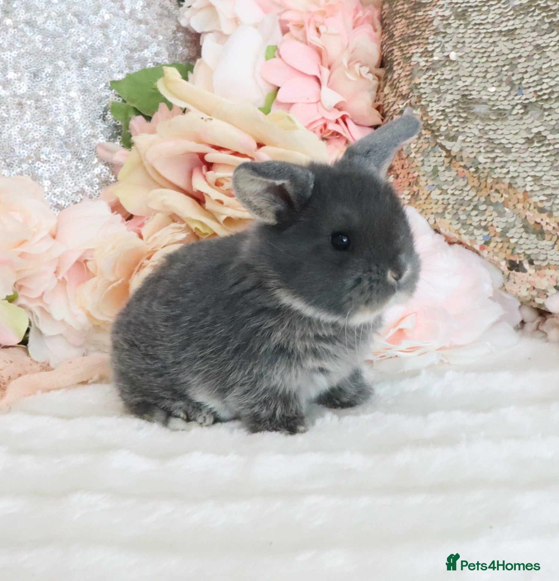 Mini Lop rabbits Cute Blue Mini Lop Babies  - Advert 1