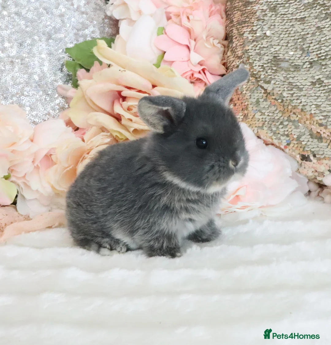 Mini Lop rabbits for sale: Cute Blue Mini Lop Babies  in Wisbech - Advert 1