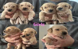 Golden Retriever dogs for sale: Stunning Showline Golden Retrievers 🐾  - Image 7