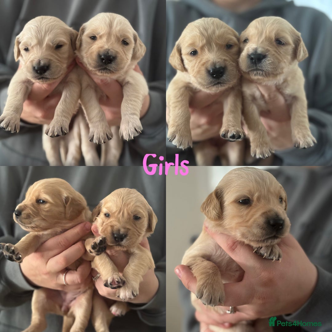 Golden Retriever dogs for sale: Stunning Showline Golden Retrievers 🐾  - Image 7