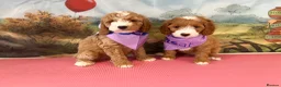 Double Doodle dogs for sale: Gorgeous Australian double doodle puppies - Advert 6