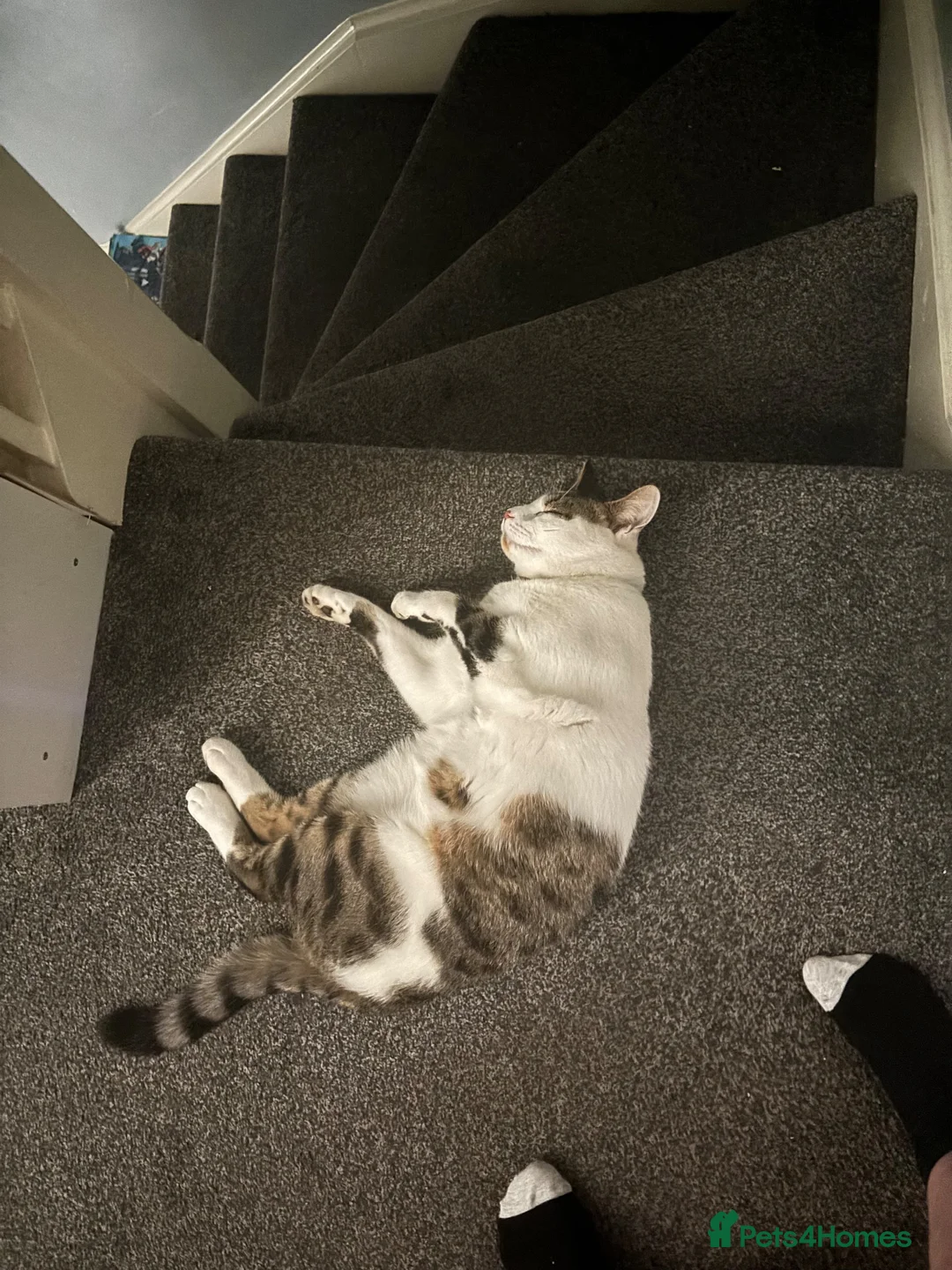 Mixed Breed cats for sale: 4 Year Old Neutered Male Cat in Derby - Advert 2