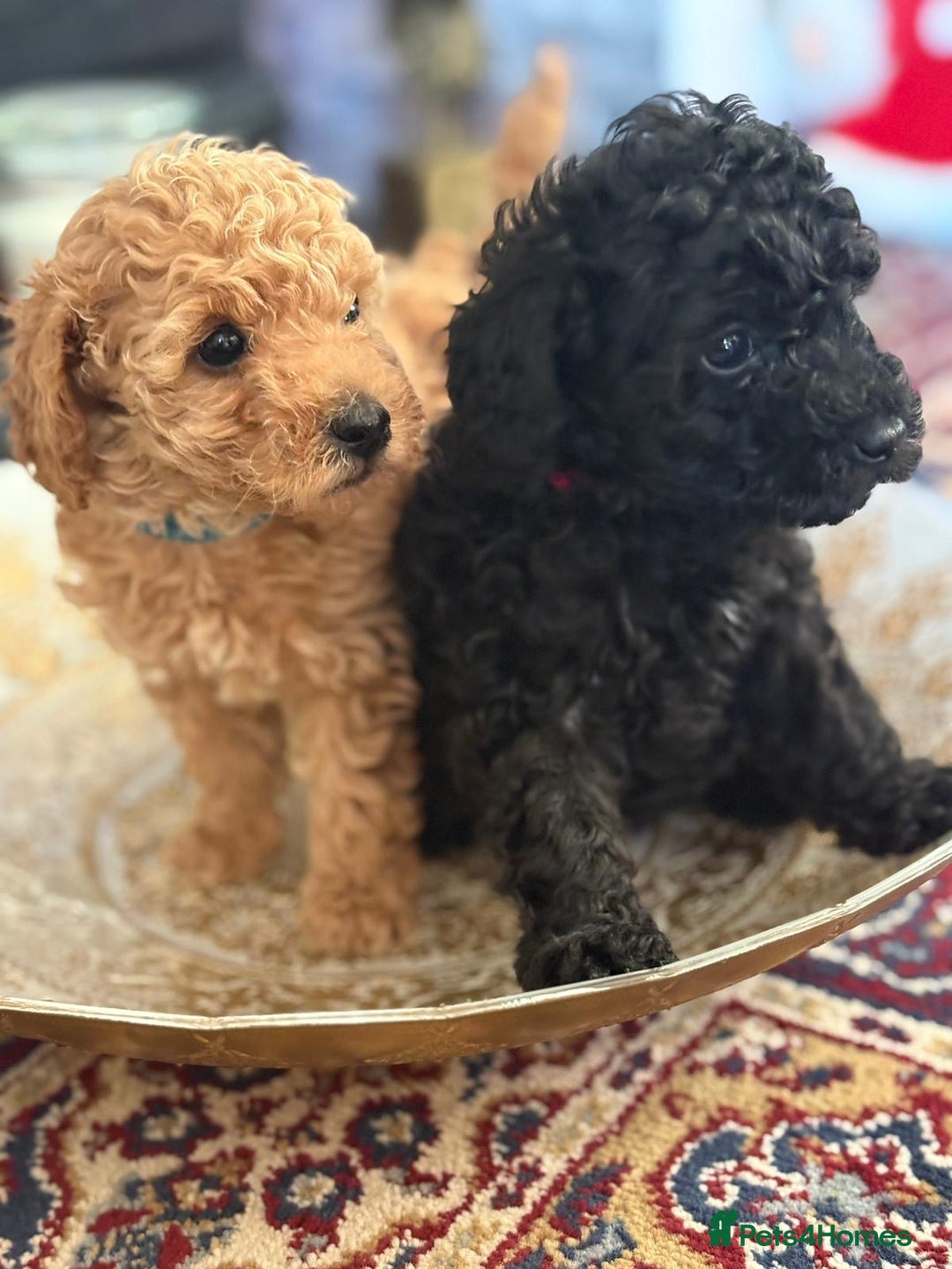 Toy Poodle dogs for sale: KC Reg. Mr Sunshine & Miss Scarlett remain ! - Advert 7