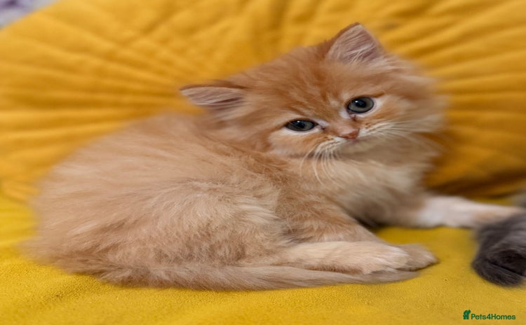 Mixed Breed cats Ragdoll X Persian kittens  - Advert 5