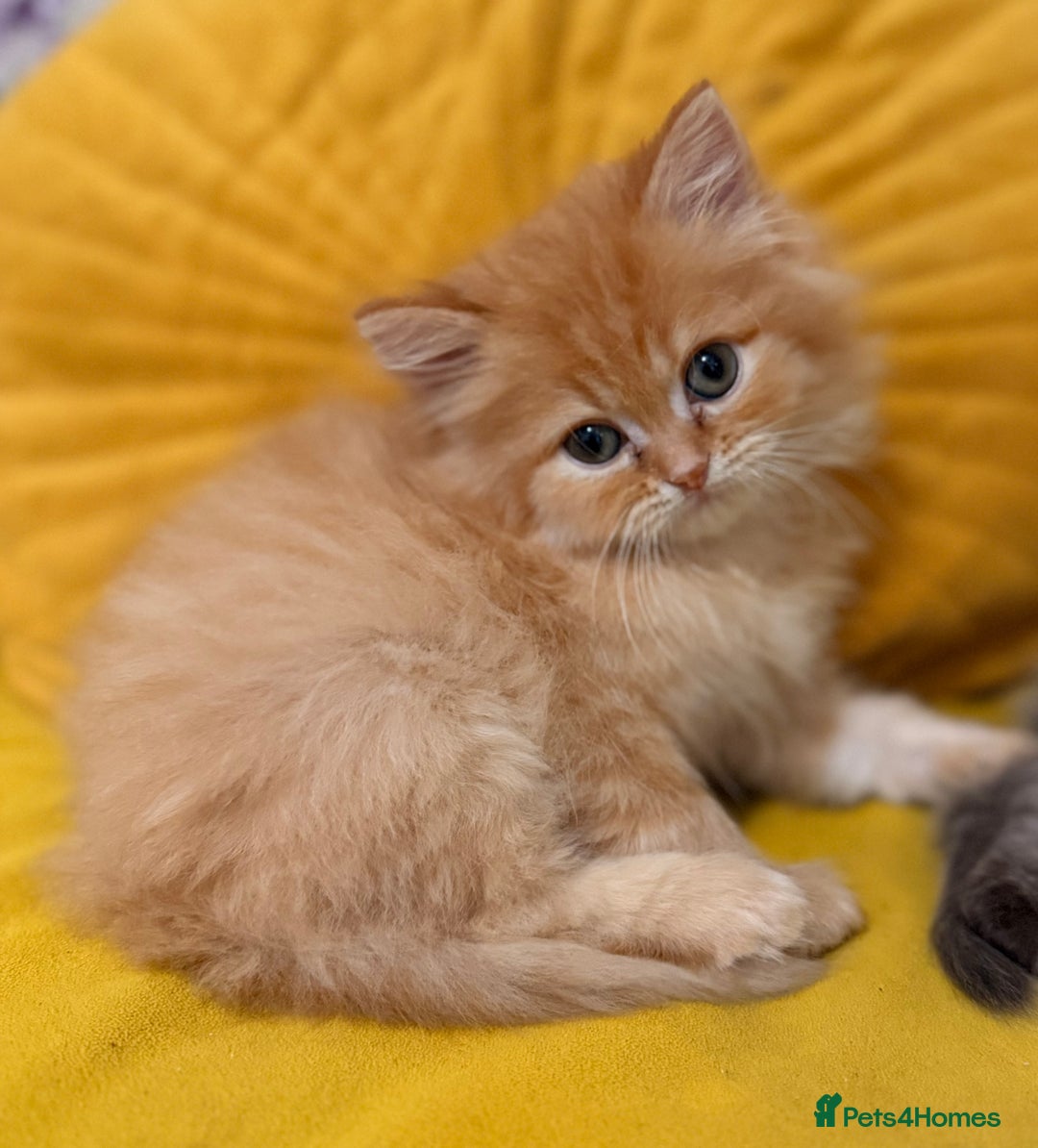 Mixed Breed cats for sale: Ragdoll X Persian kittens  - Advert 4