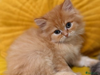 Mixed Breed cats Ragdoll X Persian kittens - Advert 5