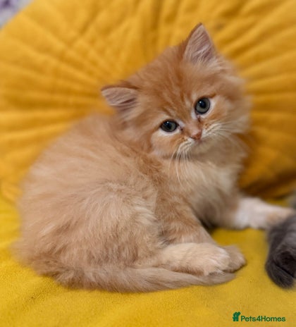 Mixed Breed cats Ragdoll X Persian kittens - Advert 5