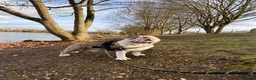 English Bulldog dogs for stud: British bulldog stud - Advert 4
