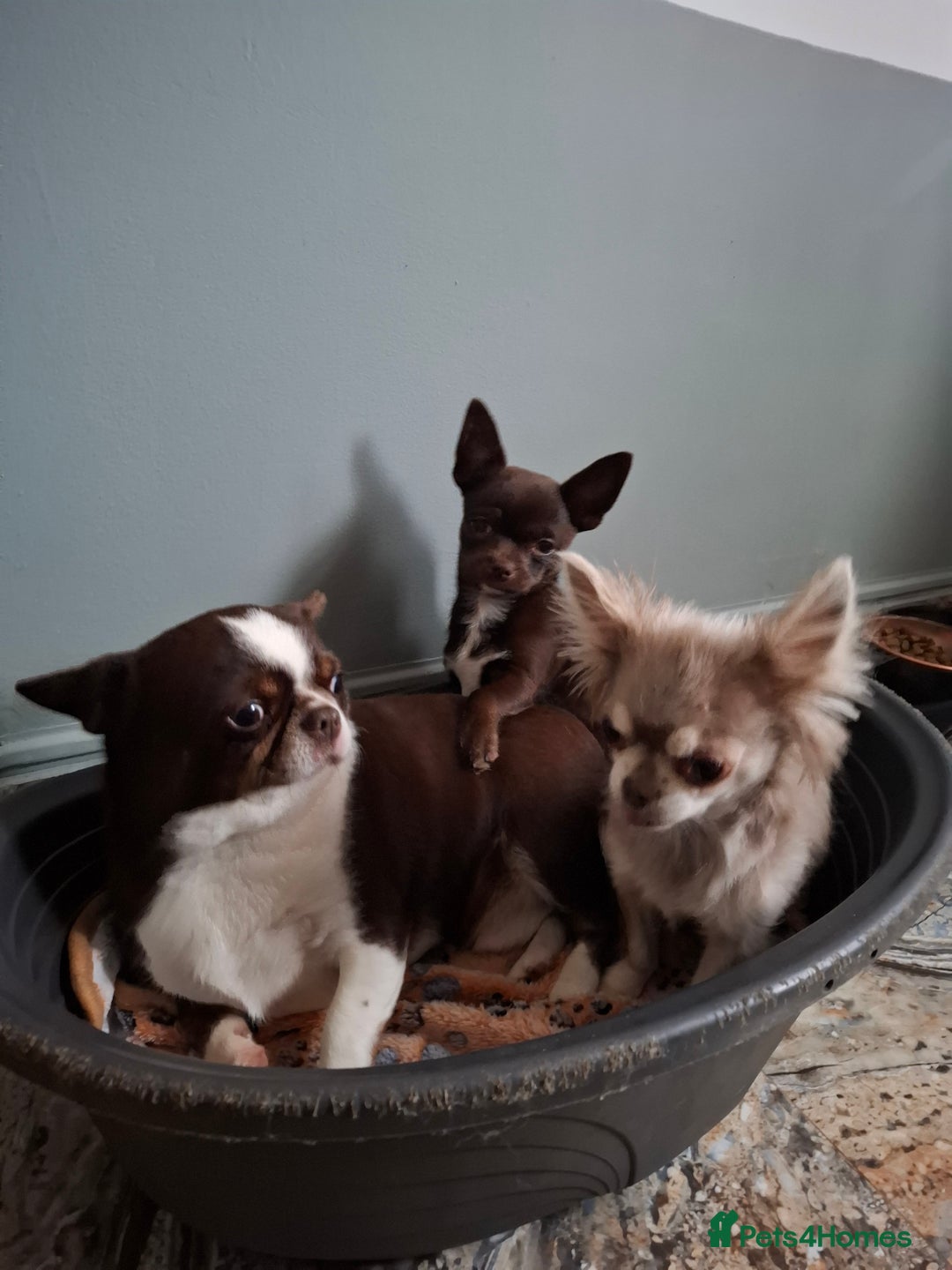 Mixed Breed dogs for sale: Chihuahua/Mix Boy Puppy for sale - Image 3