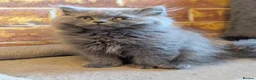 British Shorthair cats for sale: Ready! British shorthair and longhair kittens  - Advert 2