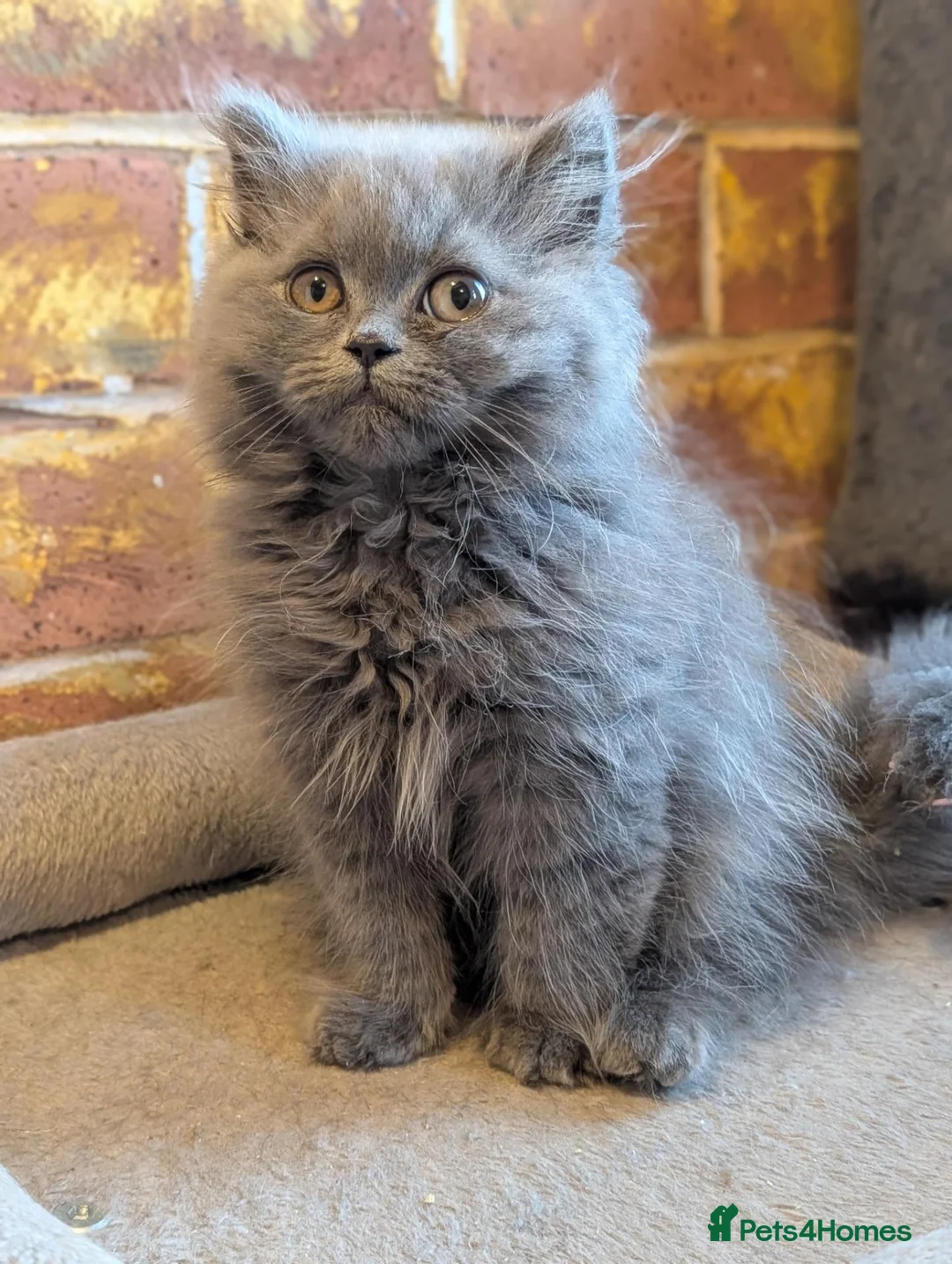 British Shorthair cats for sale: Ready! British shorthair and longhair kittens  - Advert 2