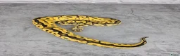 Python Snake reptiles for sale: Various Ball Pythons - Read description  - Advert 3