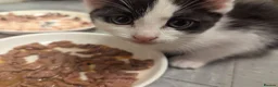 Mixed Breed cats for sale: 4 gorgeous kittens ds X ragdoll X russian blue - Advert 17