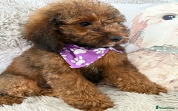 Cockapoo dogs for sale: 6 Beautiful, f1b fully DNA &HEATH CLEAR PARENTS.  - Image 1