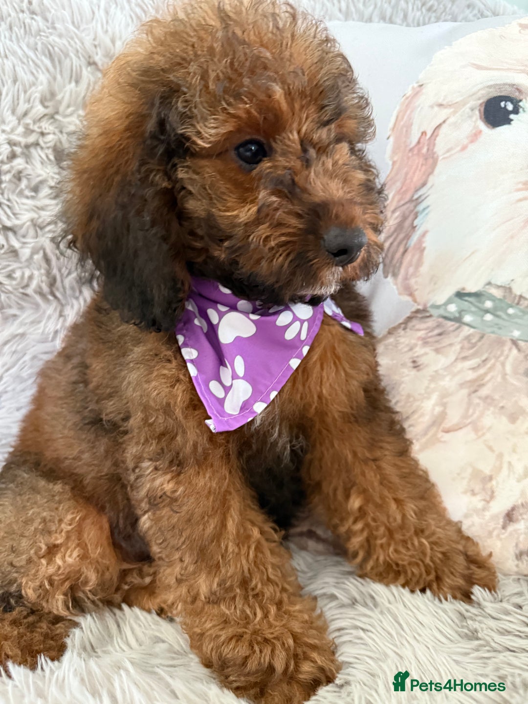 Cockapoo dogs for sale: 6 Beautiful, f1b fully DNA &HEATH CLEAR PARENTS.  - Image 1