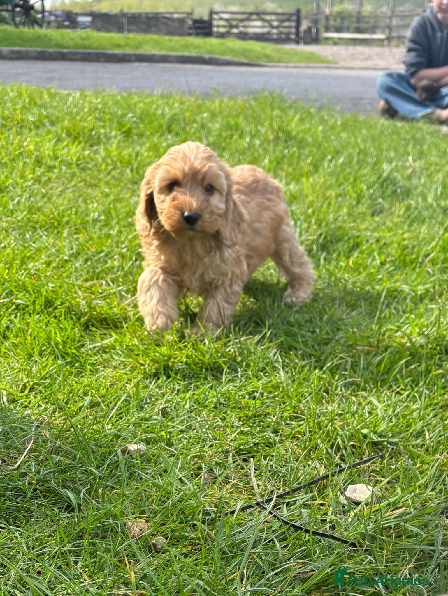 Cockapoo dogs Beautiful Cockapoo Babies  - Advert 1