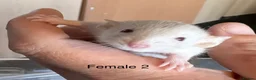 Rat rodents for sale: Mixed sex dwarf Dumbo Rats - Advert 17