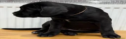 Cane Corso dogs for sale: CANE CORSO CHAMPION BLOODLINE PEDIGREE PUPPIES  - Advert 4
