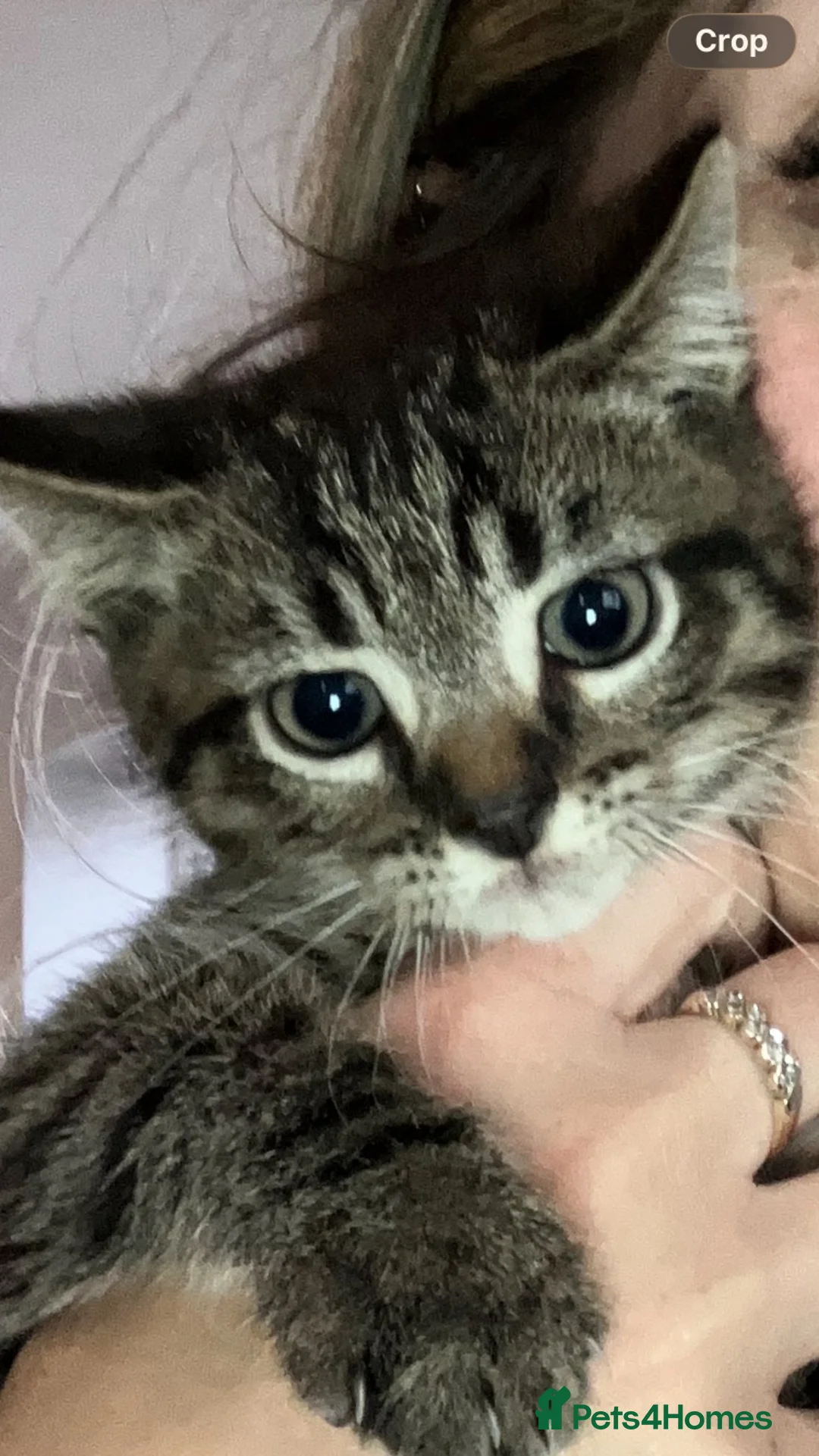 Mixed Breed cats for sale: Adorable Kittens  - Advert 8